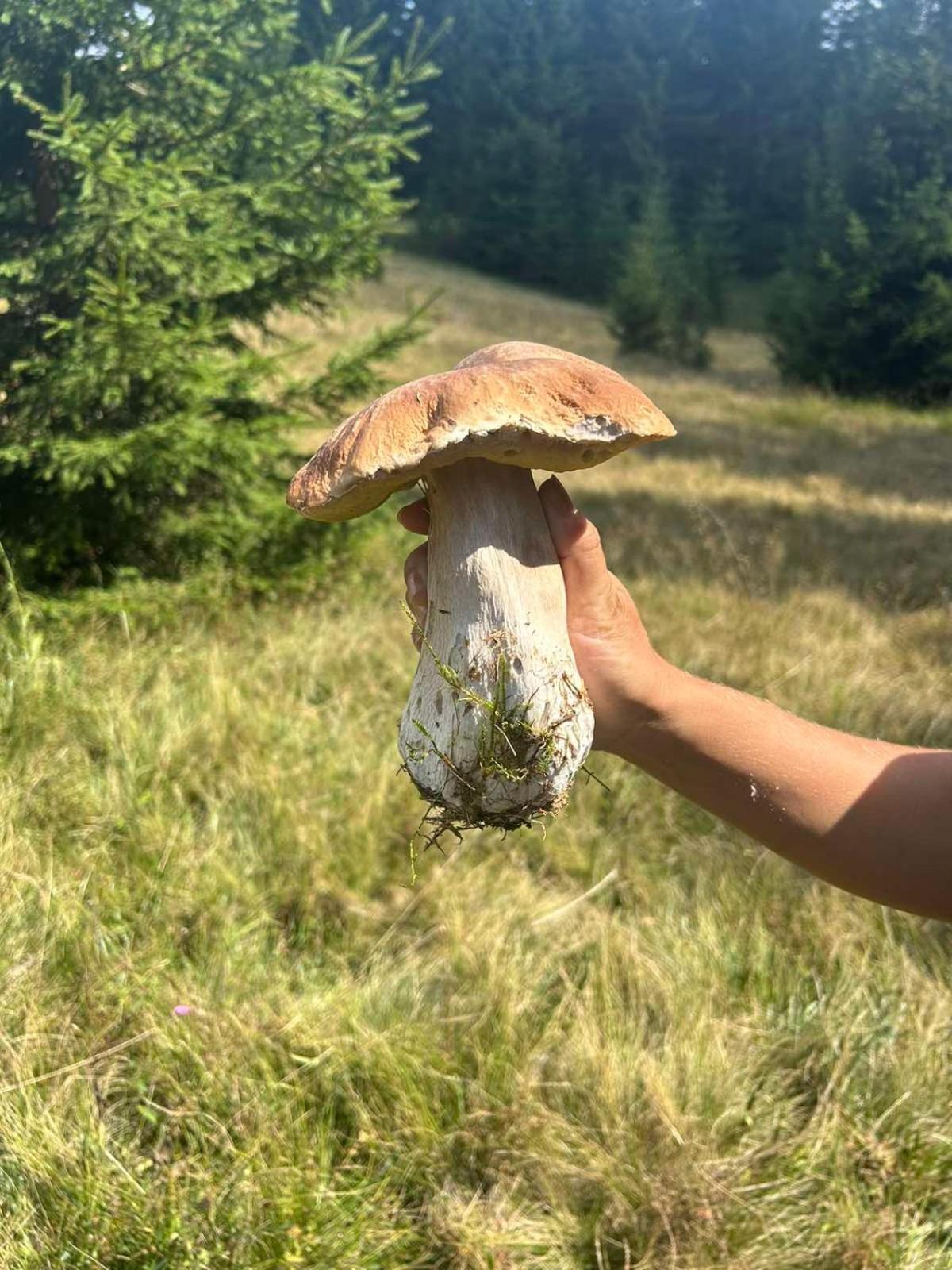 Vila Bella, Tara, Zaovinsko Jezero Villa Zaovine Bagian luar foto